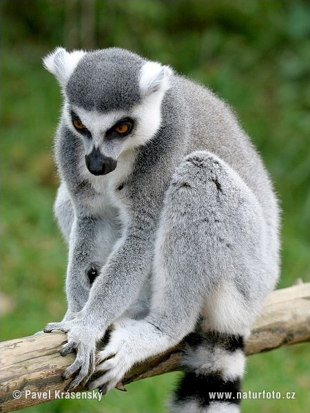 lemur