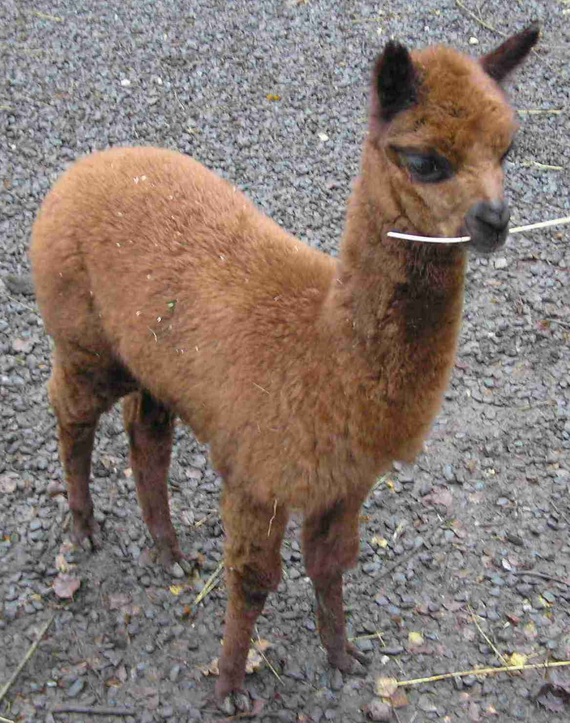 lama