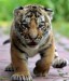 tygrík 1